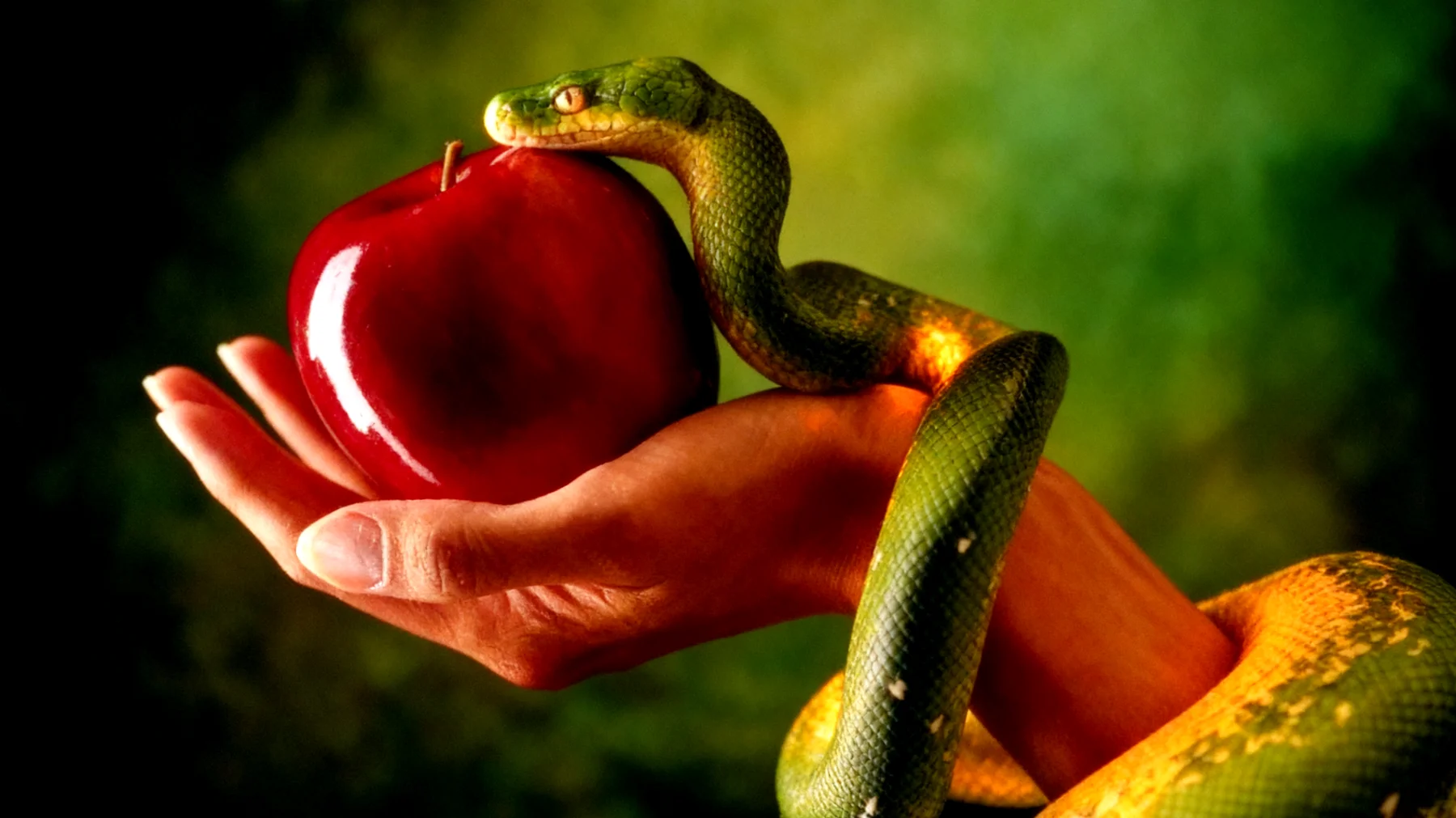 Forbidden Fruit2026-02-17T12:49:38.960Z"